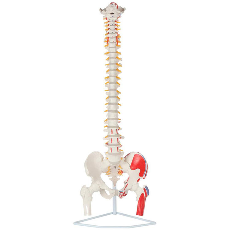 Model hrbtenice vretenc