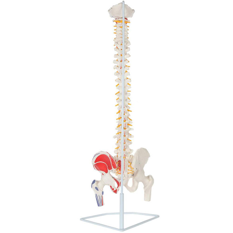 Modelo de coluna vertebral