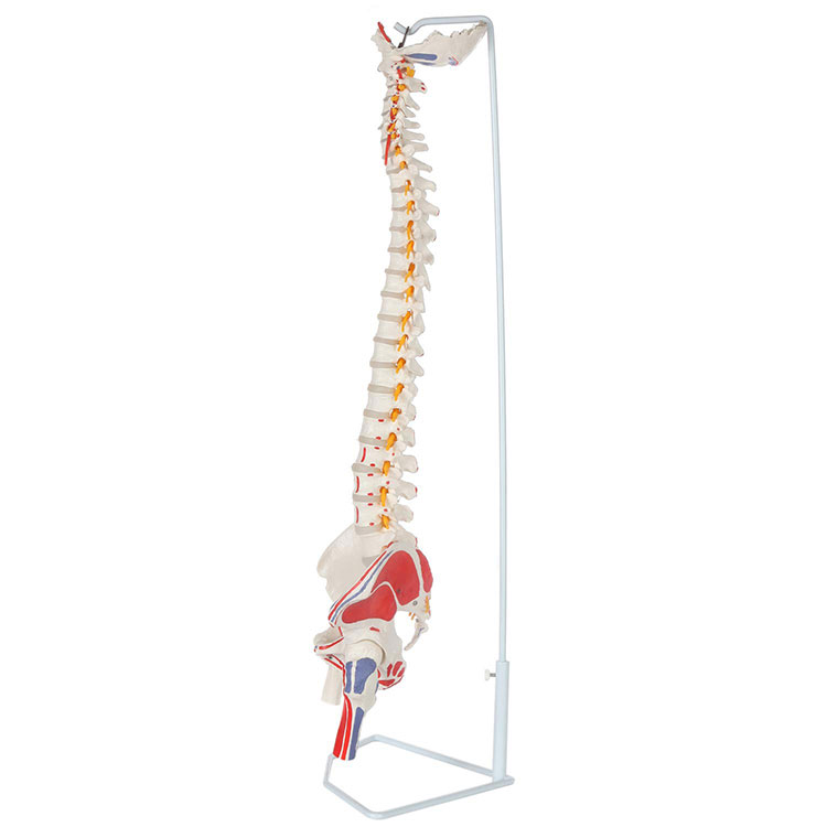 Vertebrae Spine Model