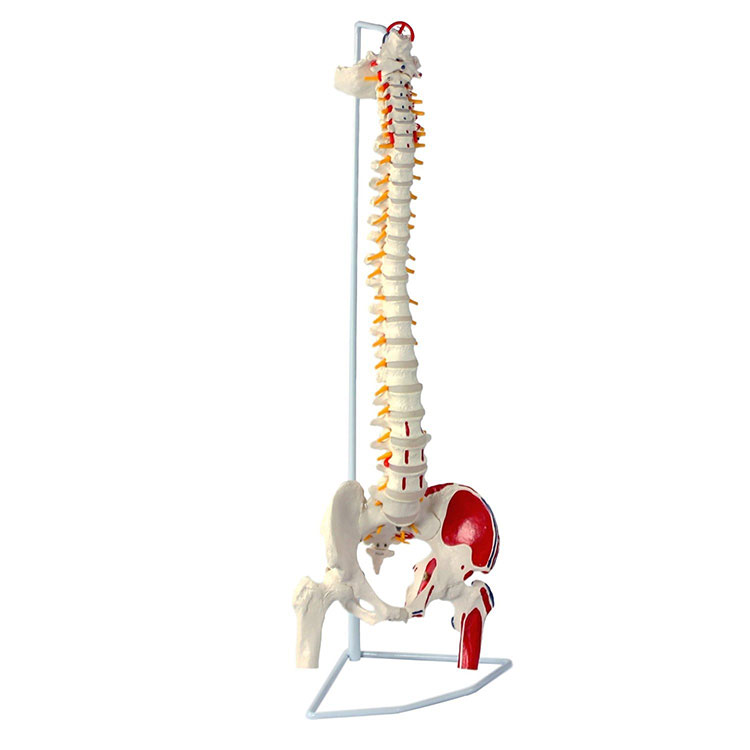 Modelo de columna vertebral de vértebras