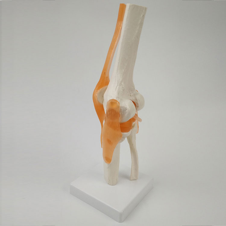 Modello dell'articolazione del ginocchio