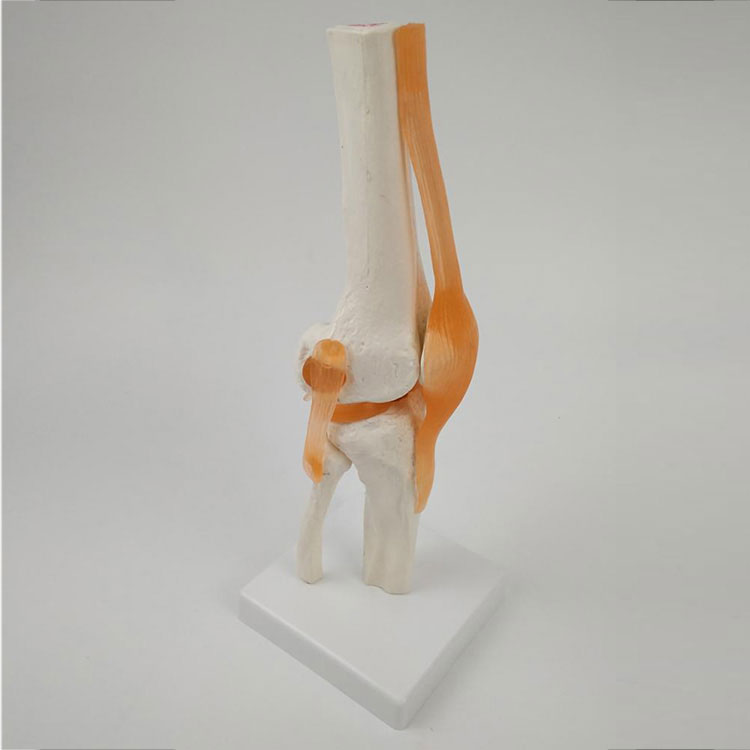 Модел на колянна става
