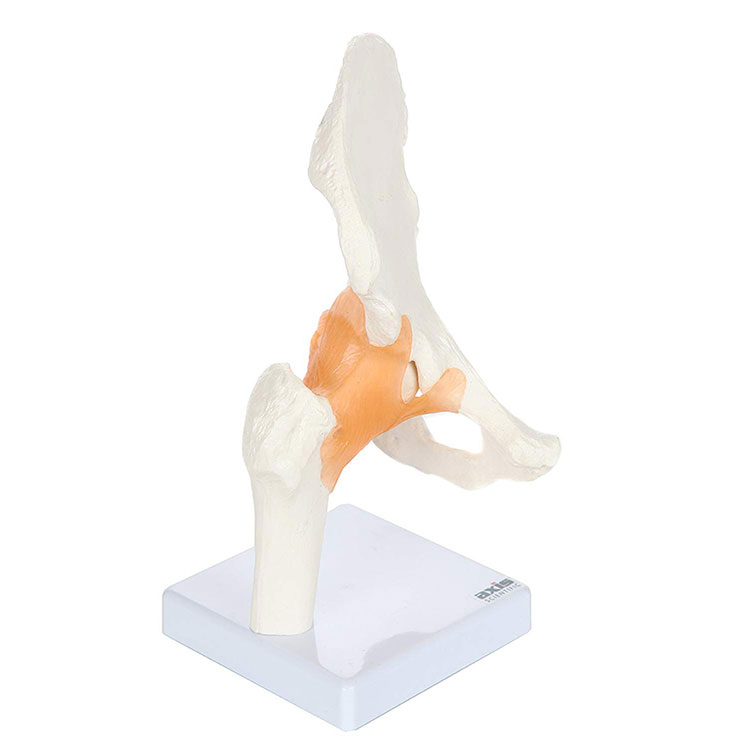 Modello dell'articolazione dell'anca