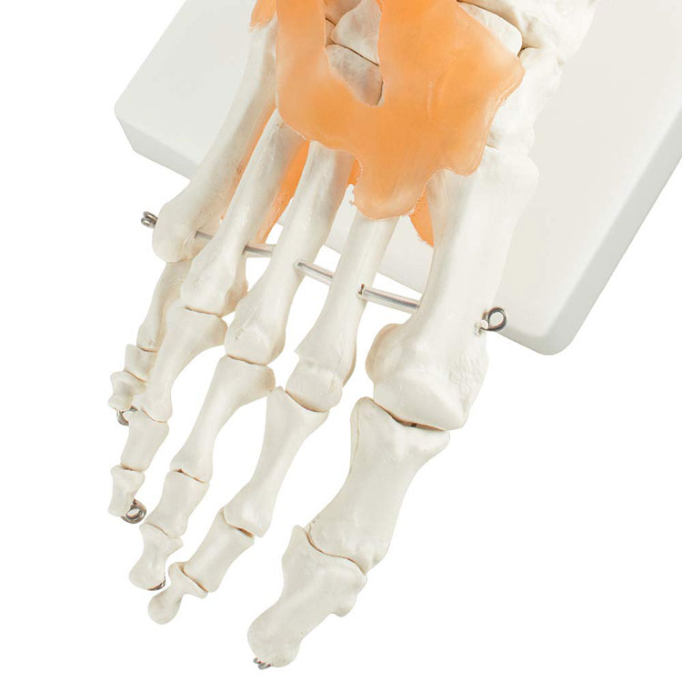 Human Foot Skeleton Model