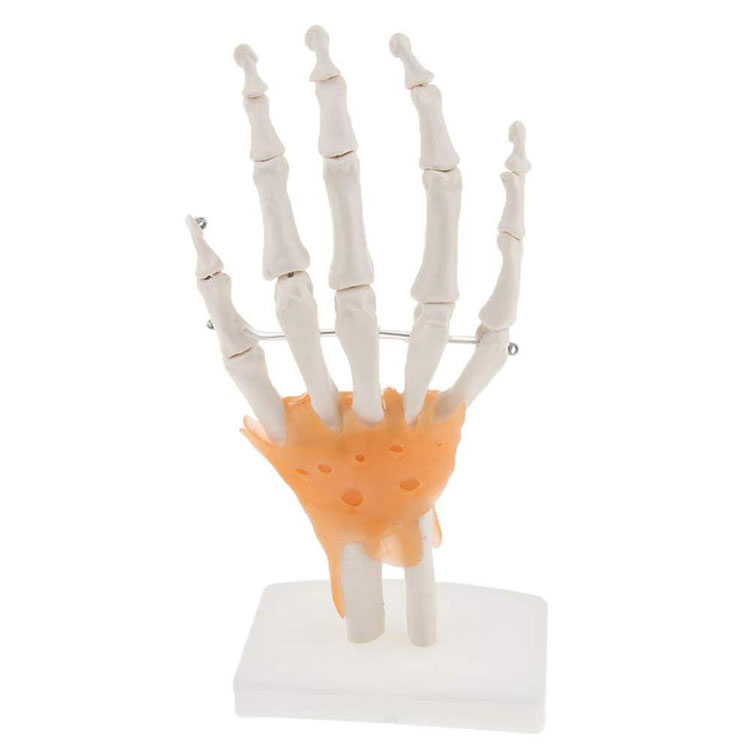 Model kostry ruky a zápästia