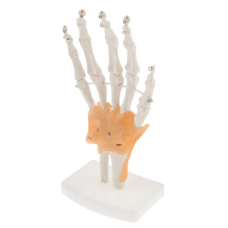 Kéz és csukló csontváz modell