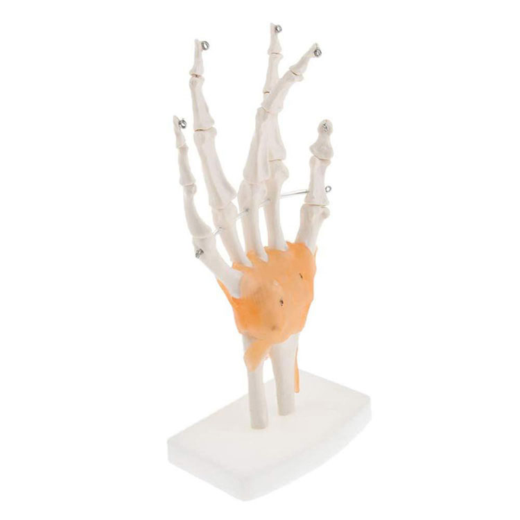 Modelo de esqueleto de mão e pulso