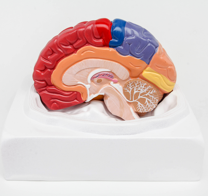 मानव मस्तिष्क मॉडल