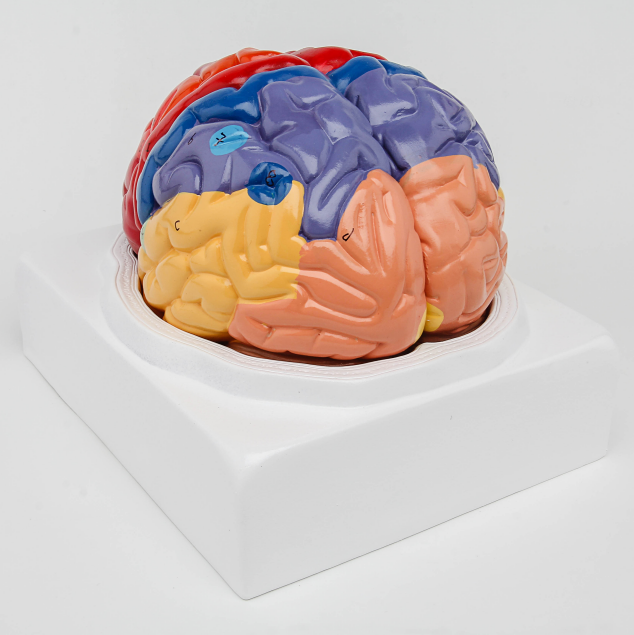 Menselijk brein-model