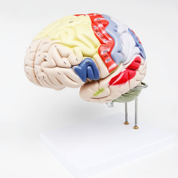 Advanced PVC Human Brain Model