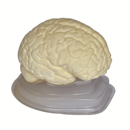 Baltos smegenys Model