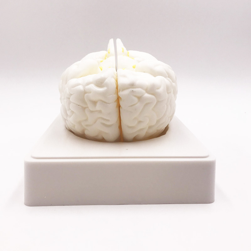 Modelo de cérebro branco