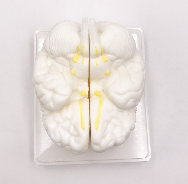 Modello di cervello bianco