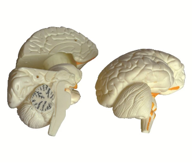 Modelul creierului alb