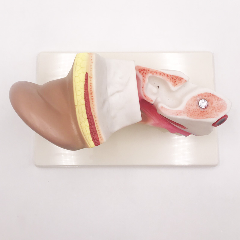 Model Telinga Anatomi