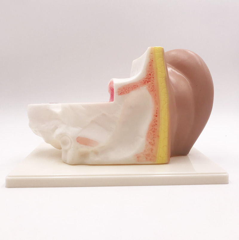 Model Telinga Anatomi
