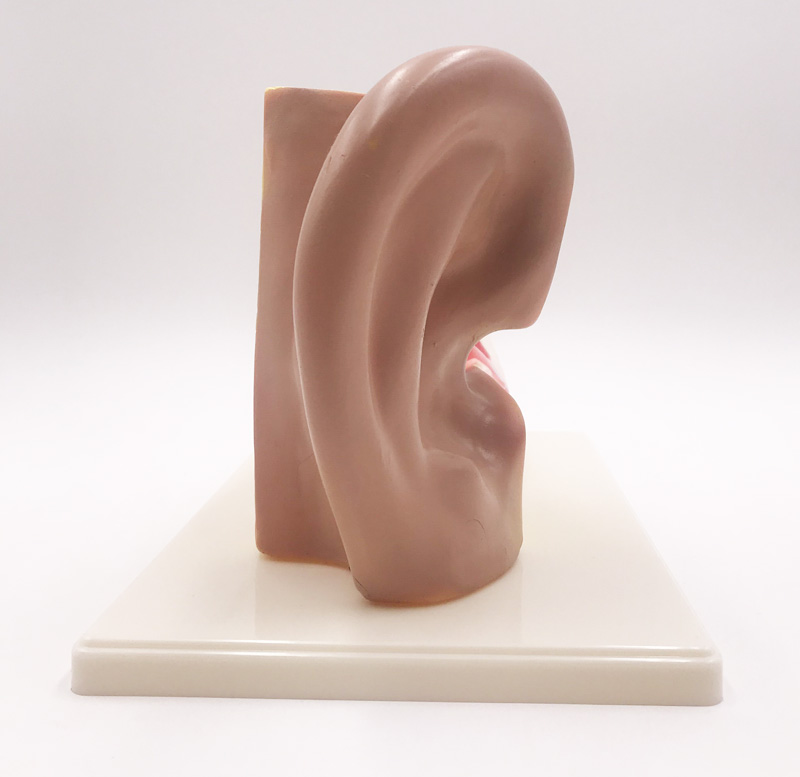 Анатомичен модел на ухото