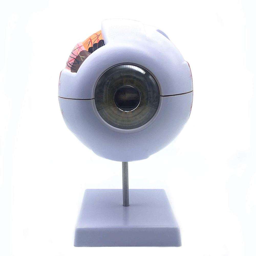 6Times Giant Eye Model