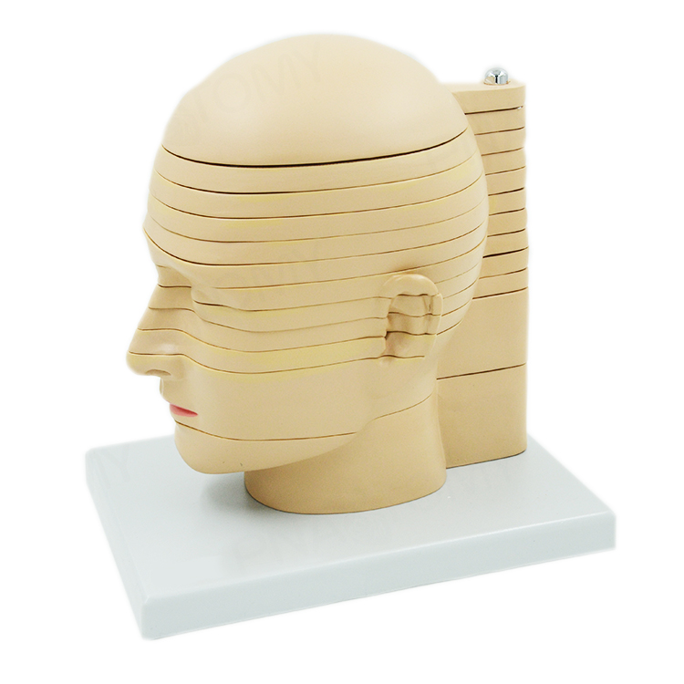 Head Brain Anatomical Model