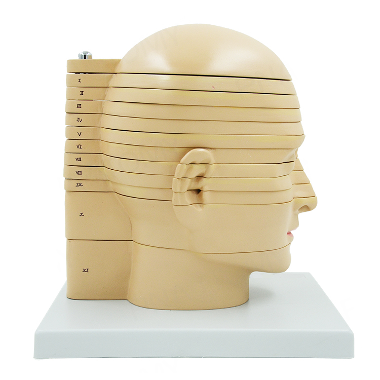 Head Brain Anatomical Model