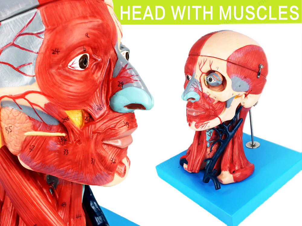 स्नायु मॉडल के साथ मानव सिर