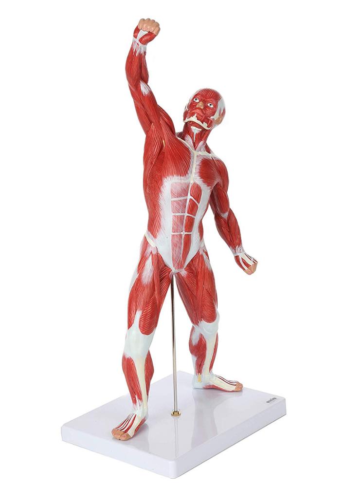 Model mini mišičnega sistema