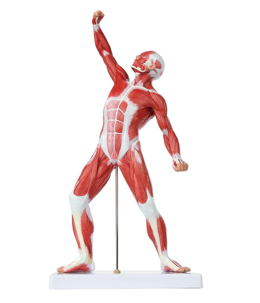 Mini Muscular System Modell