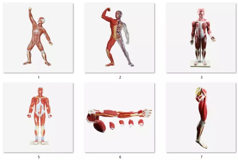 Modell des menschlichen Körpers