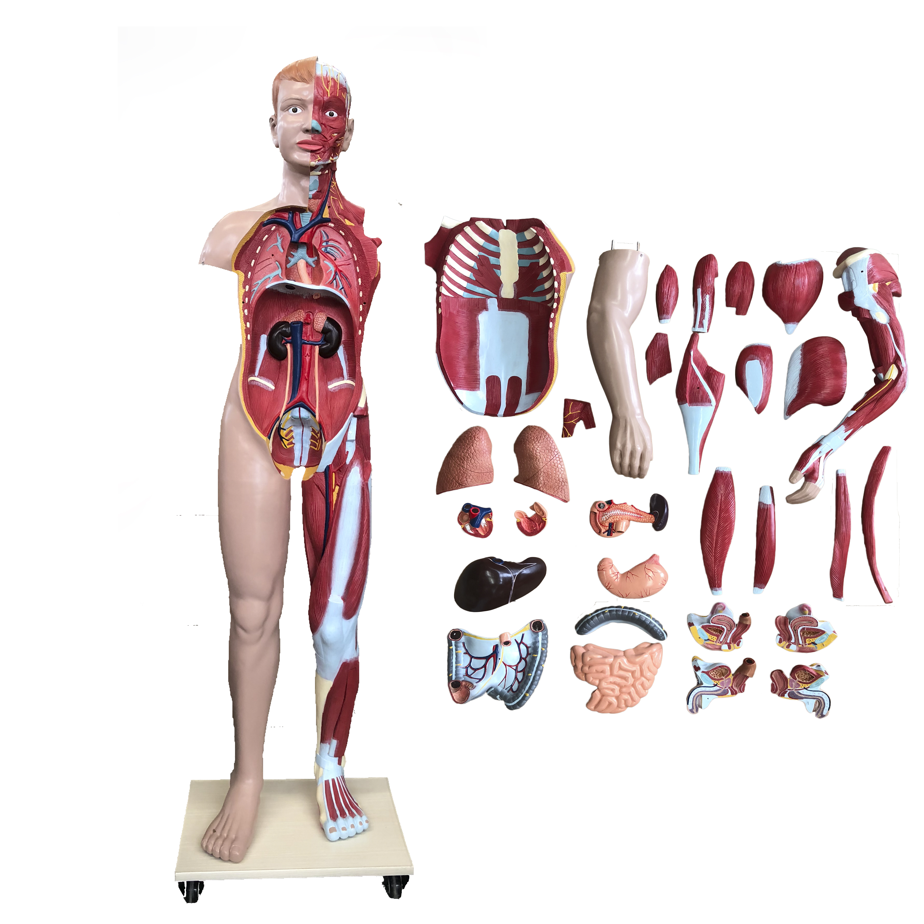 人体筋肉モデル