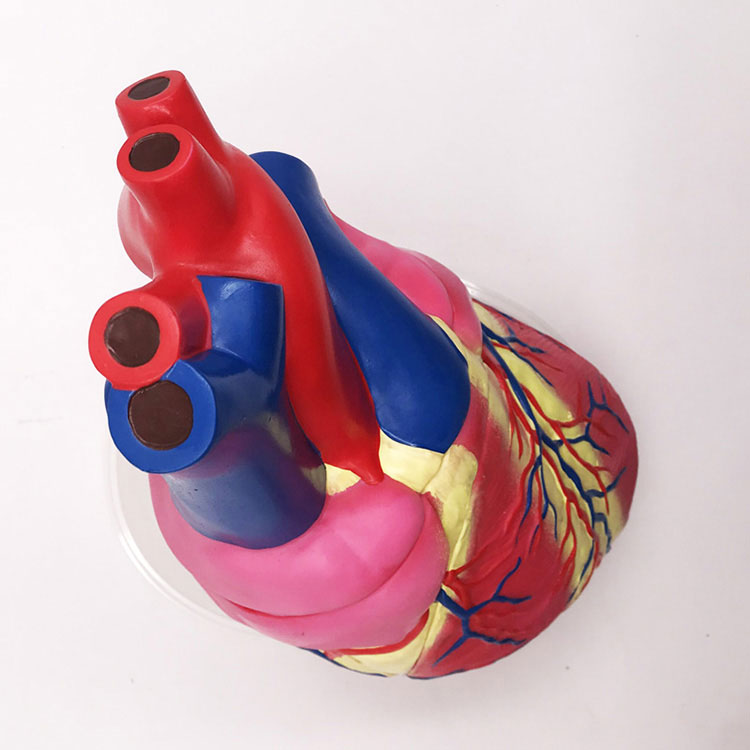 Heart Anatomy Model