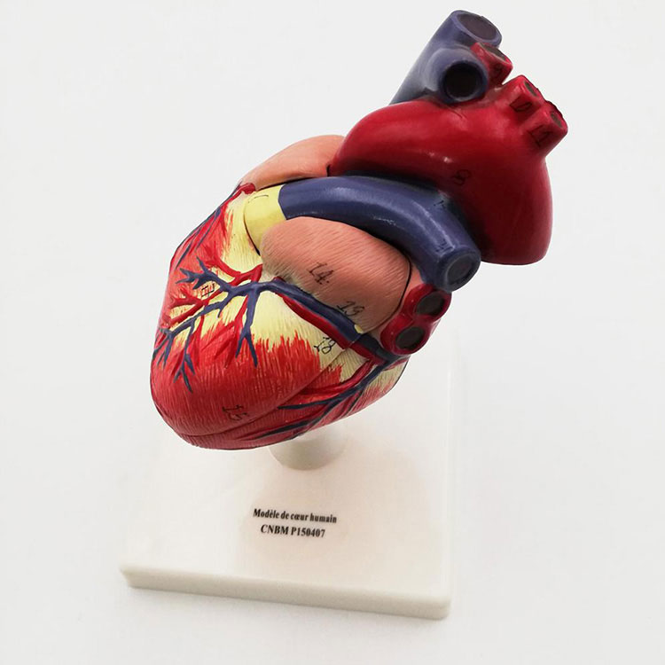 Modello di cuore umano in plastica