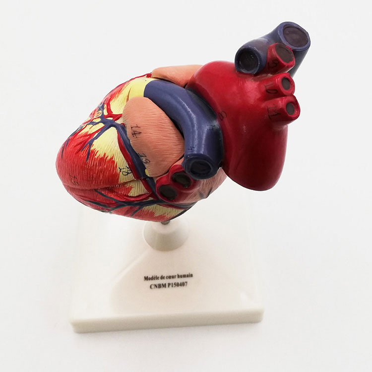 Modelo de corazón humano de plástico