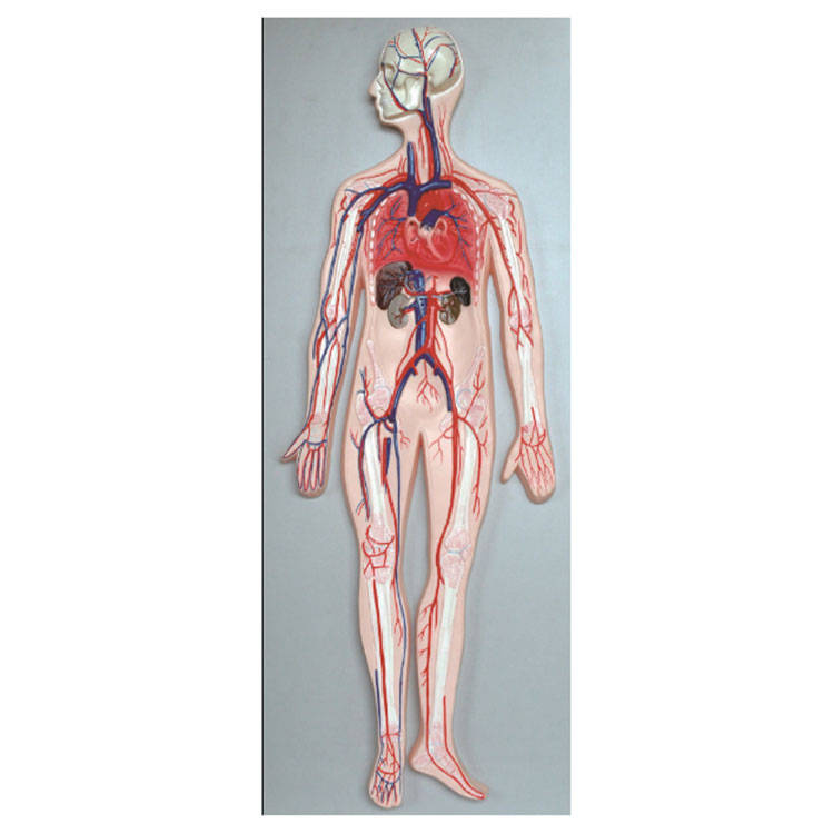 Human Blood Circulation System Model
