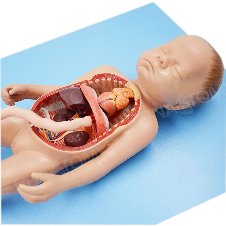 Fetal Blood Circulatory System Model