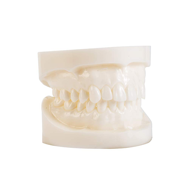 Dantų dantų modelis