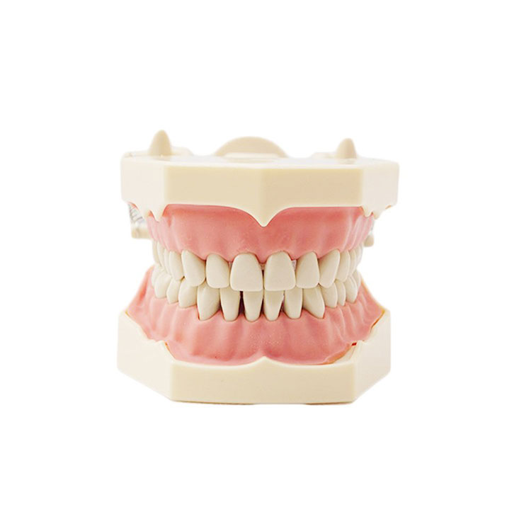 Standard Teeth Model