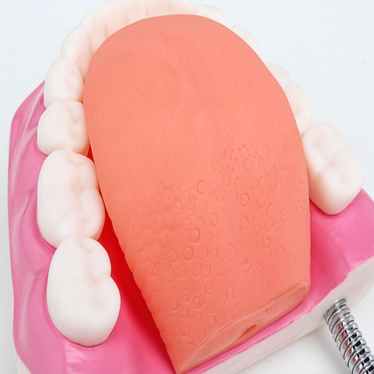 Teeth Dental Care Model
