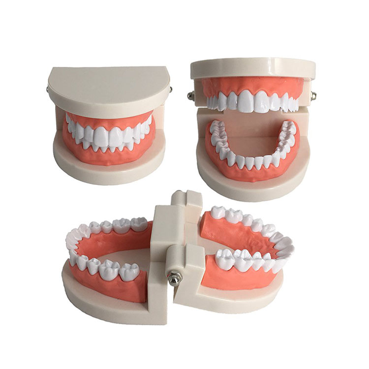 Yetkinlər üçün standart tipodont dişləri modeli