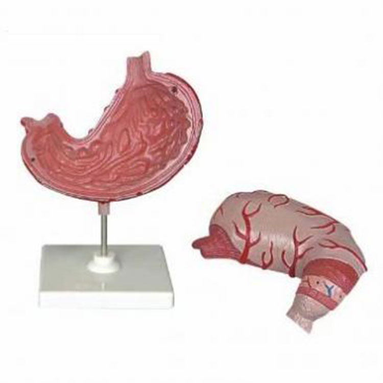 Anatomisk model af maven i plast