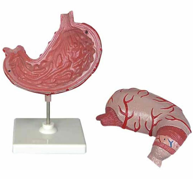 Modelo anatómico de estómago de plástico