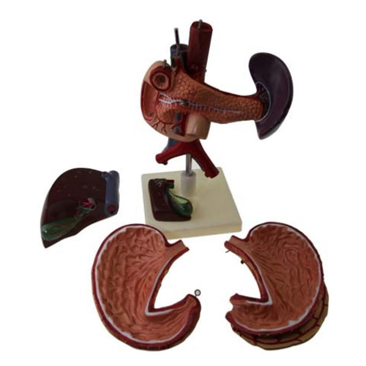 Plastic Liver and Gallbladder Pancreas Stomach Duodenum Model