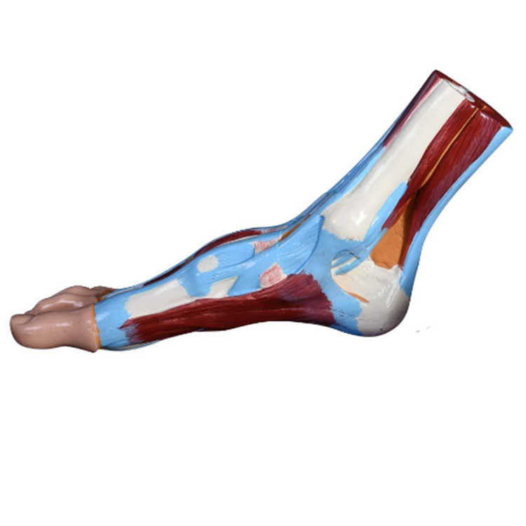 Anatomický model ľudskej nohy