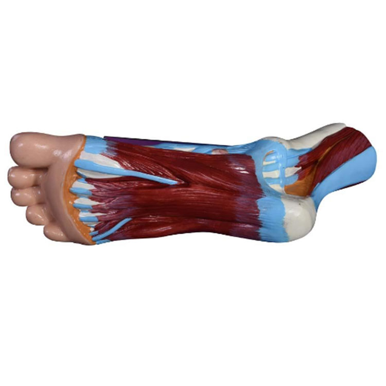Modèle anatomique du pied humain