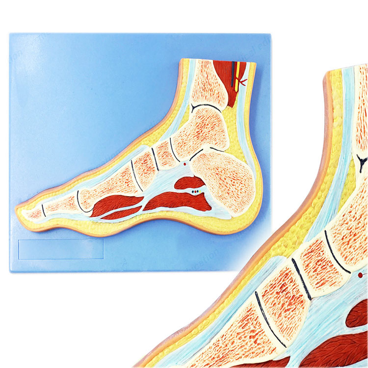 Modell des menschlichen anatomischen Fußabschnitts
