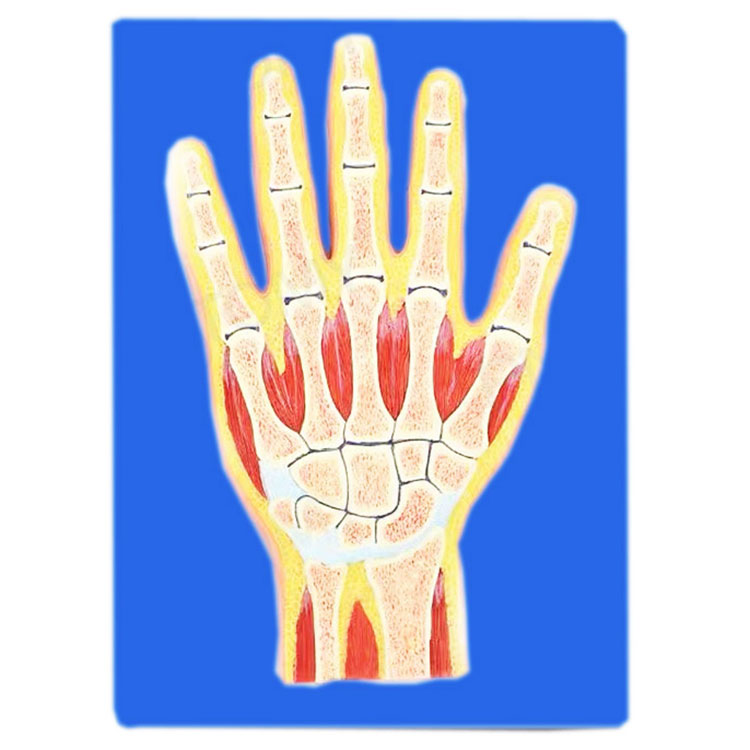 Section Through Hand Bone Model