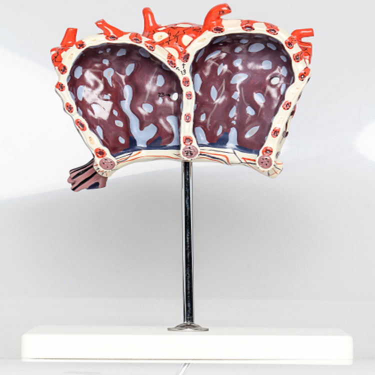 Human Lobule And Alveolus Of Lung Model