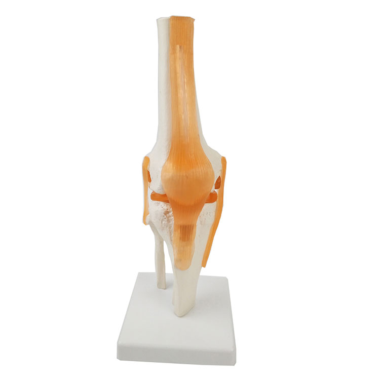 Modelul articulației genunchiului