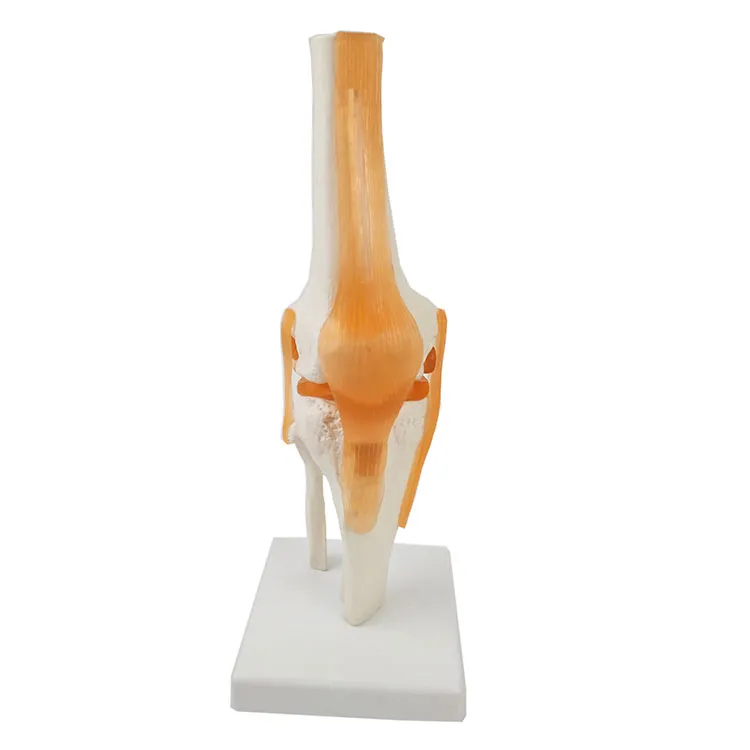 Knee Joint Model