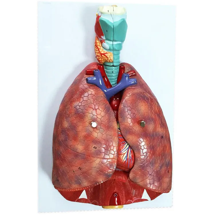 Larynx Heart At Lung Model