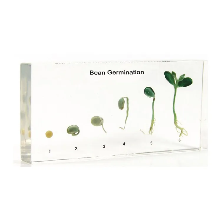 Life Cycle Of Bean Germination Specimen
